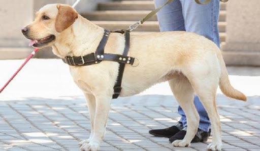 cane guida
